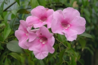 directory_images/Pflanzen in Spreewaldgaerten/Kuebelpflanzen/Trompetenbaumgewaechse/Laubenwein-Rosa-2b_Pandorea-jasminoides.jpg